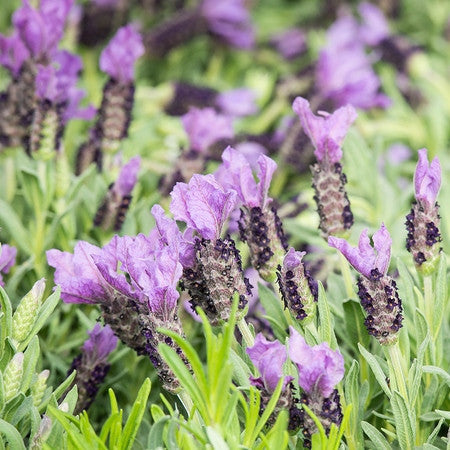 Lavender -Organic and High Altitude (1 oz)